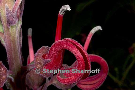 lobelia tupa 5 graphic